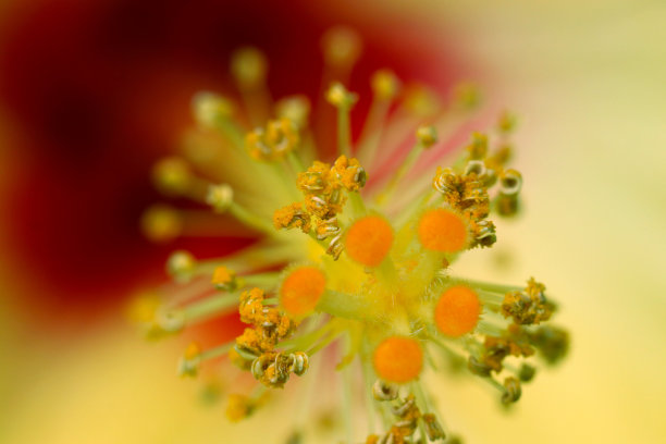 stamens