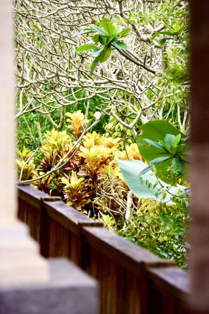 codiaeum