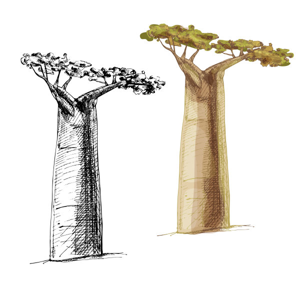 baobab