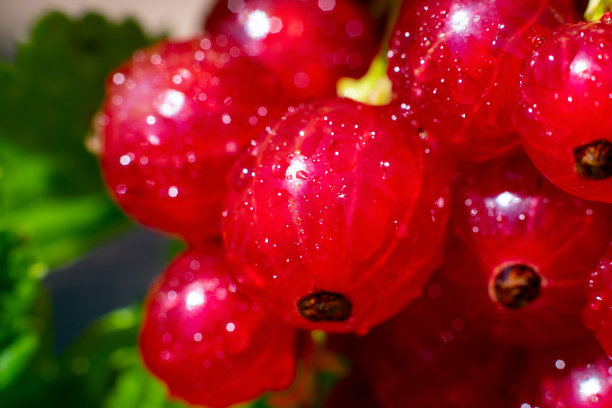 redcurrant