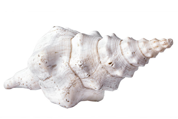 conch