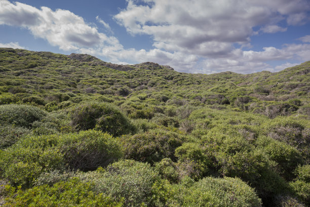 bushveld
