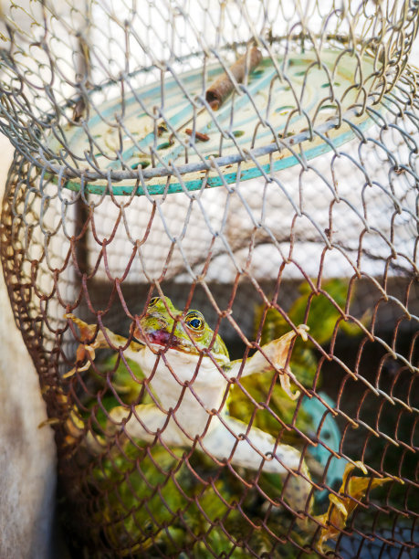 captivity