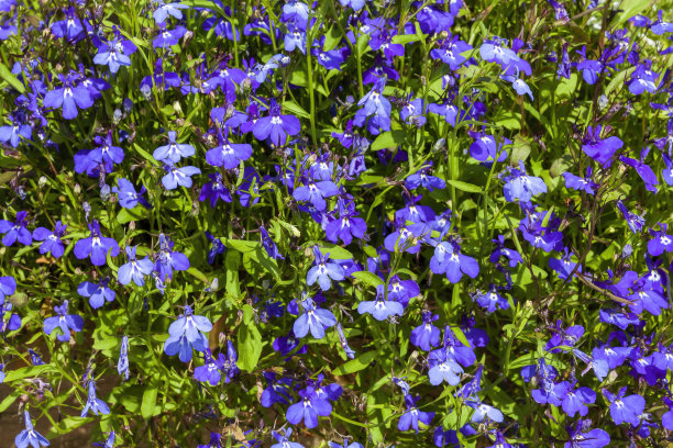 lobelia