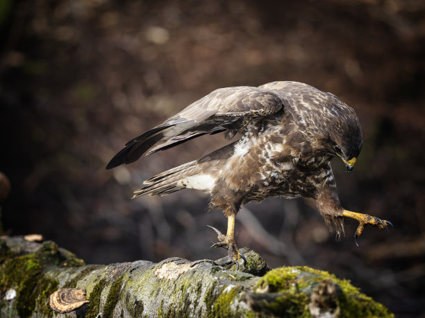 buzzard