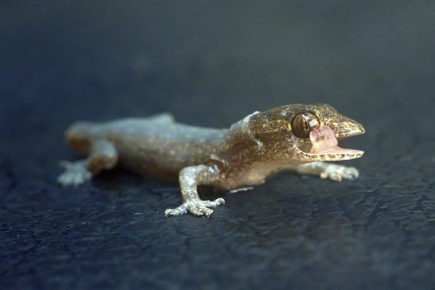 phelsuma