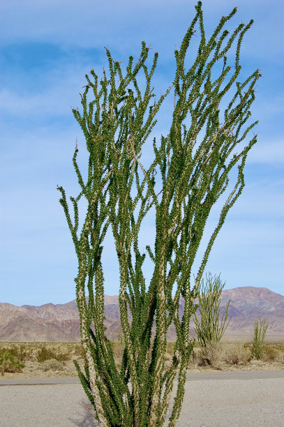 ocotillo