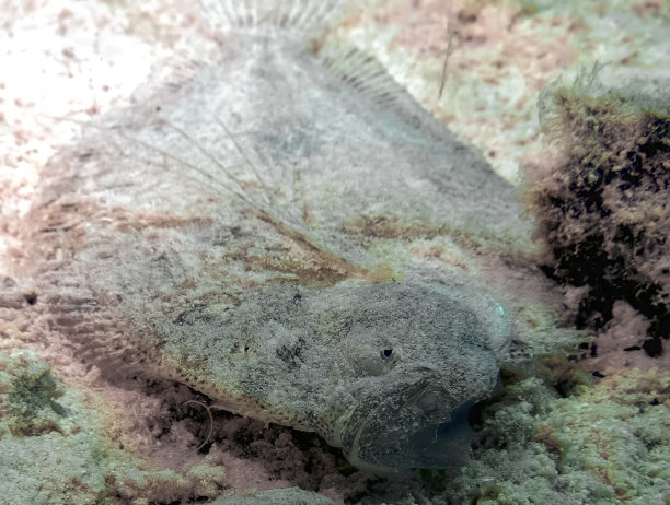 plaice