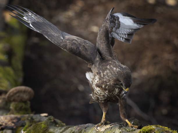buzzard