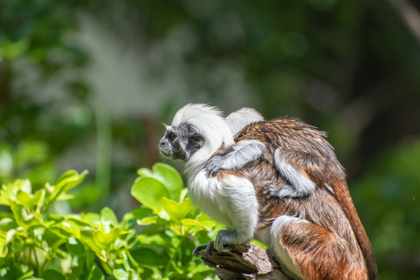 saguinus