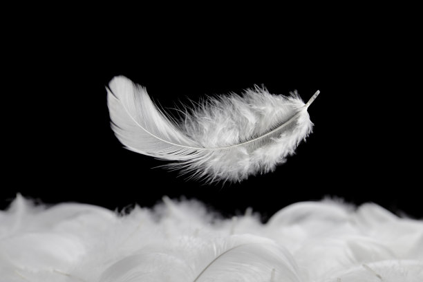plumage