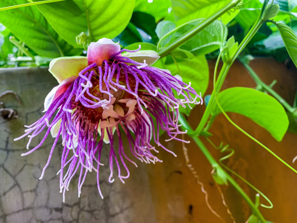 passiflora