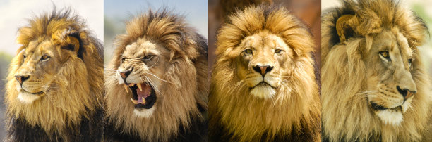 lions