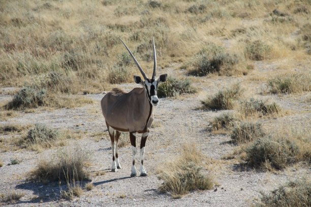 gemsbok
