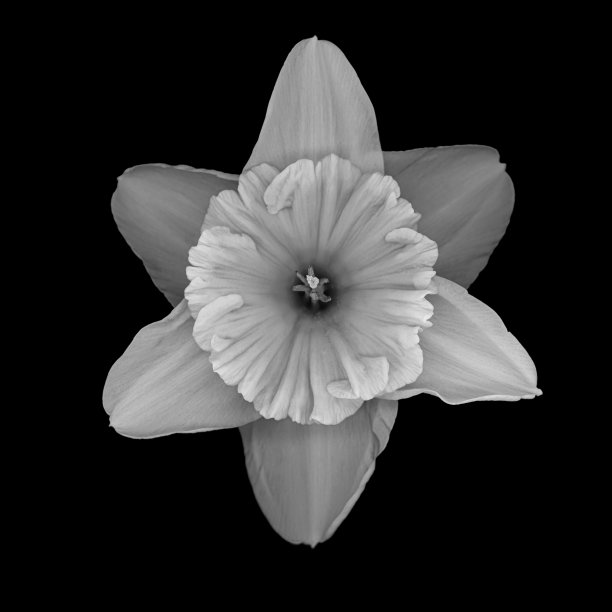 白色水仙花,微距,特写,方构图