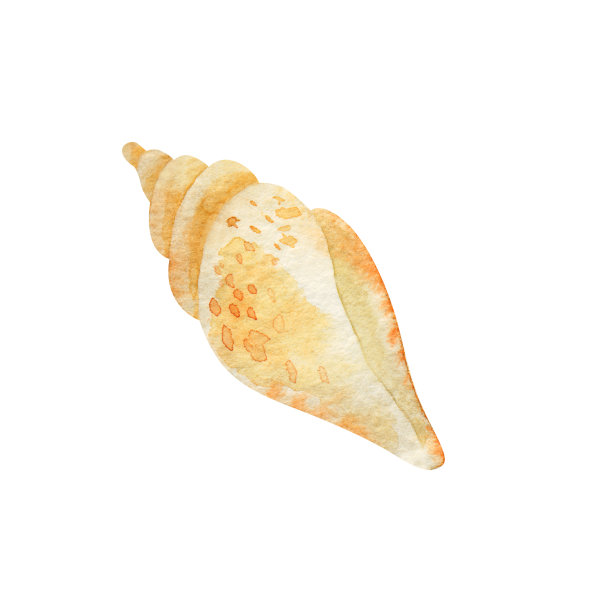 conch