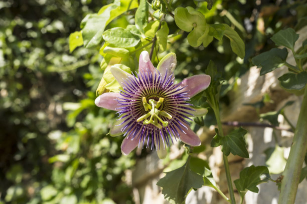 passiflora
