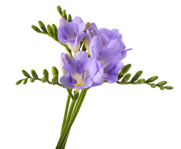 freesia