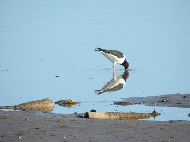 haematopus