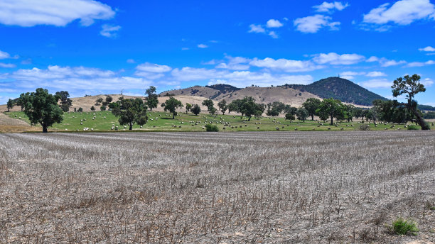 mansfield