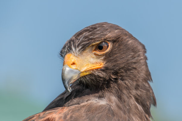 falcon