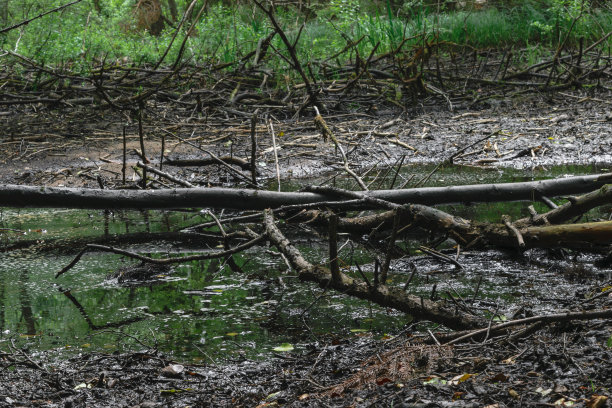 fen