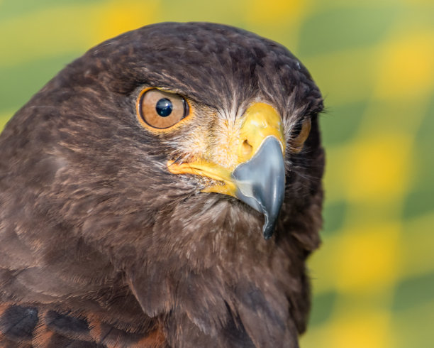 falcon