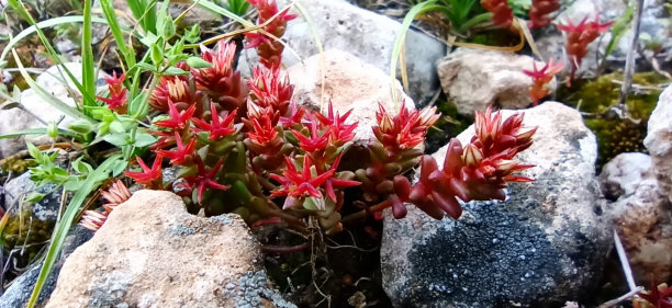 crassula