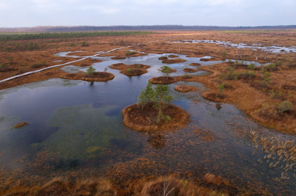 marsh