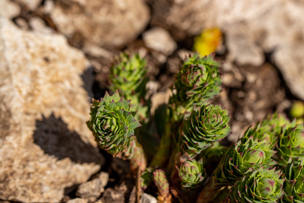 rhodiola