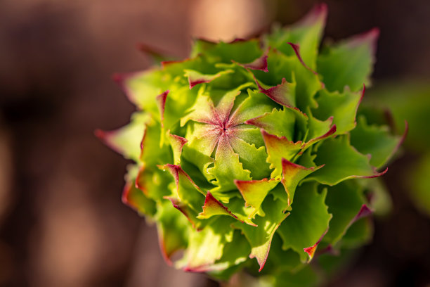 rhodiola