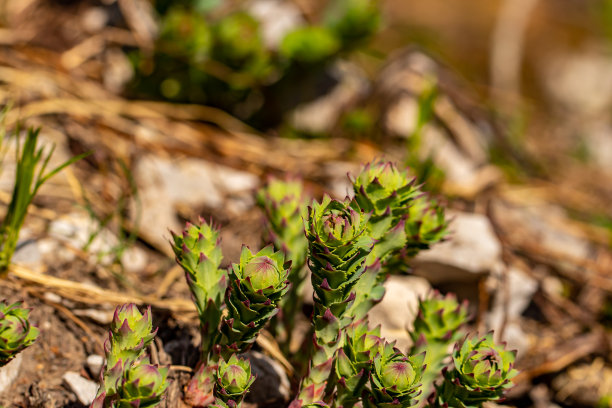 rhodiola