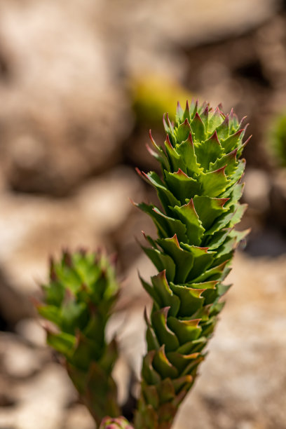 rhodiola