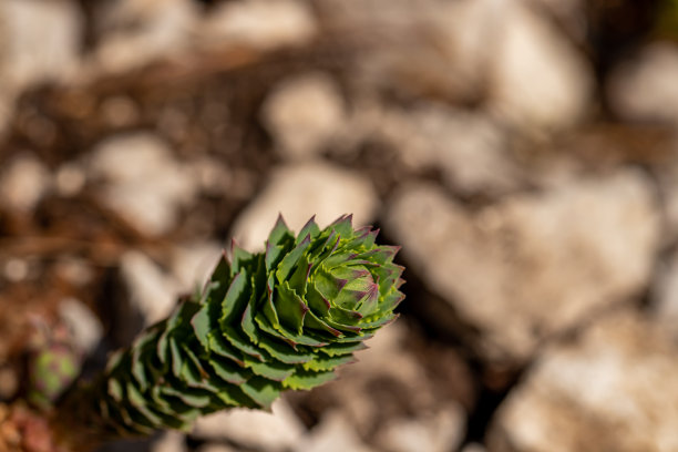 rhodiola