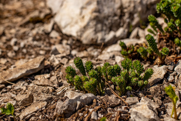 rhodiola