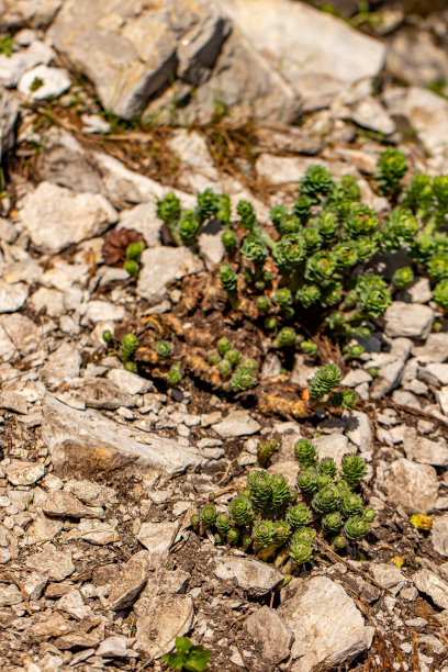 rhodiola