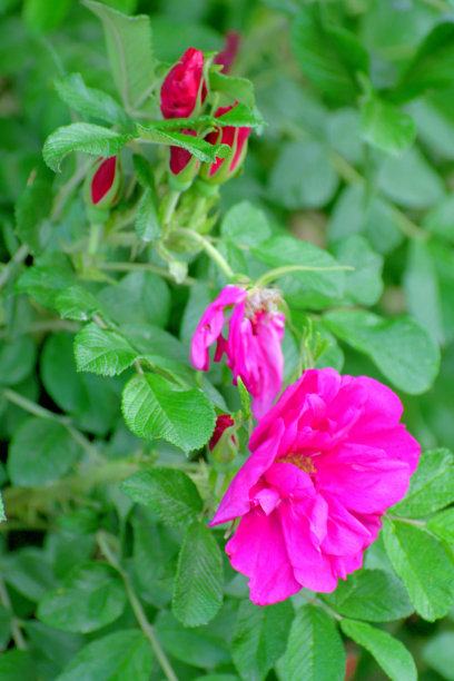 rugosa