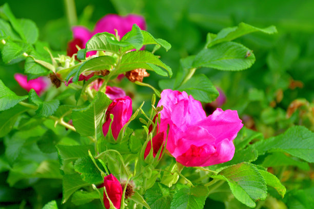 rugosa