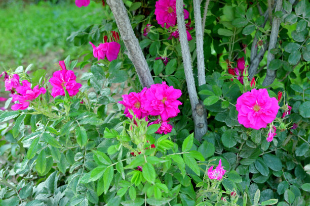 rugosa