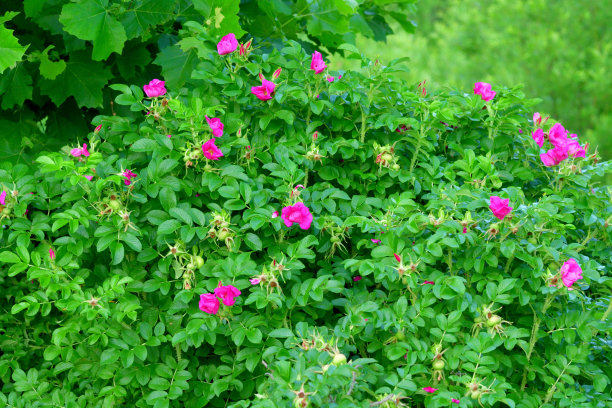 rugosa