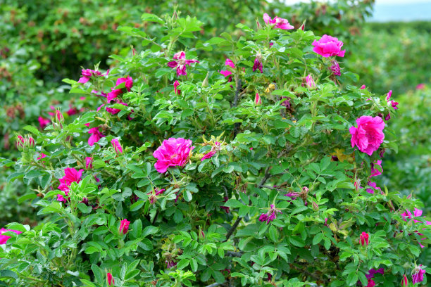 rugosa
