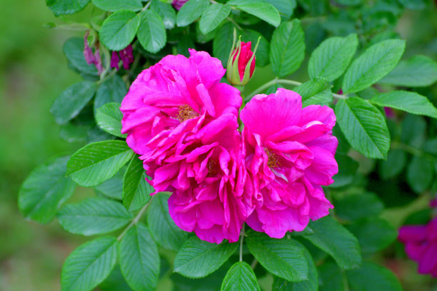 rugosa