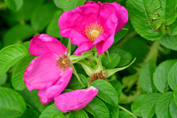 rugosa