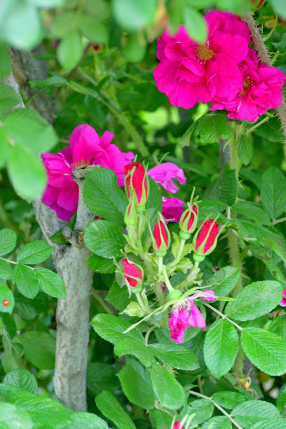 rugosa