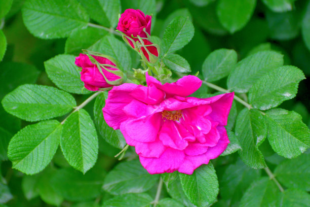 rugosa