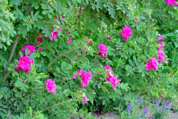rugosa