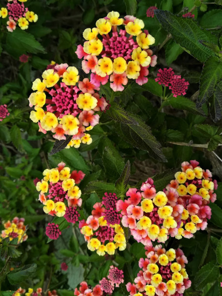 lantana