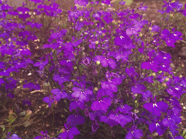 lobelia