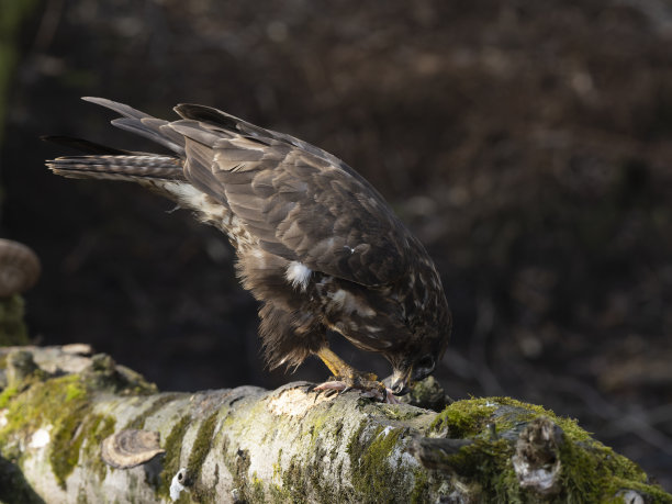 buzzard