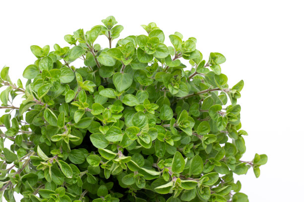 oregano